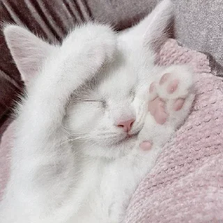 💤