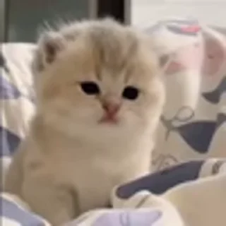 🐈‍⬛