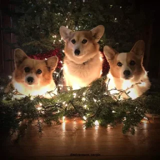 ❄️