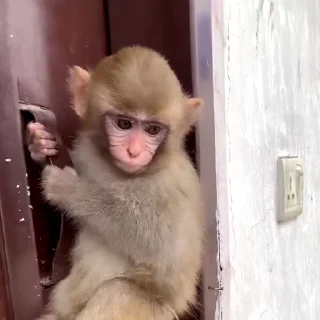 🙉