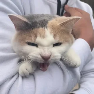 🤬