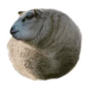 🐑