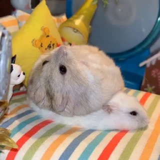 🐭