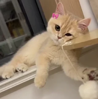 🐱