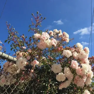 🌸