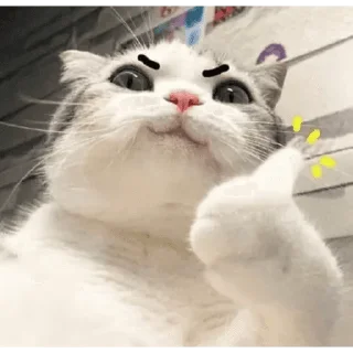 🐱