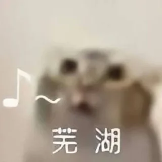 🐱