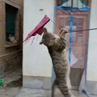 🐈