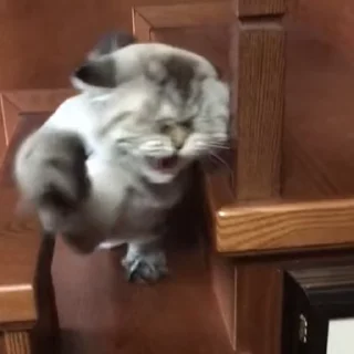 Котейки @flowwercat