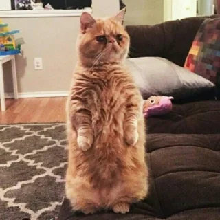 🐈