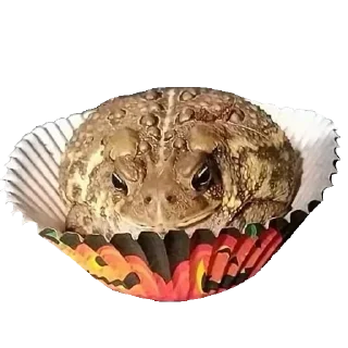 🐸