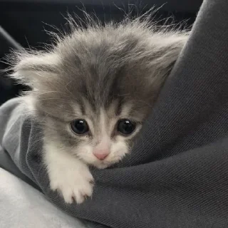 🥺