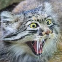 🙀