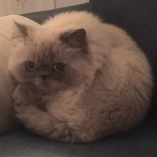 😺