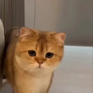 🤩