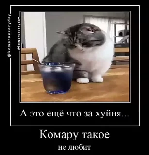🐱