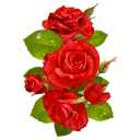 🌹