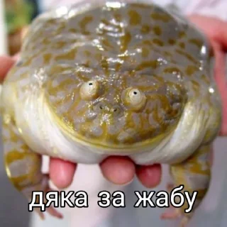 🐸