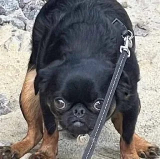 🦵