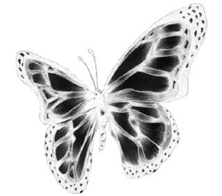 🦋