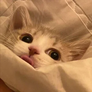 🤪