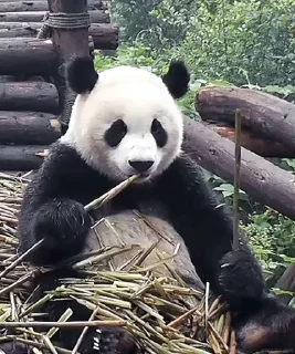 🐼