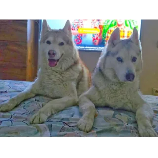 🐶
