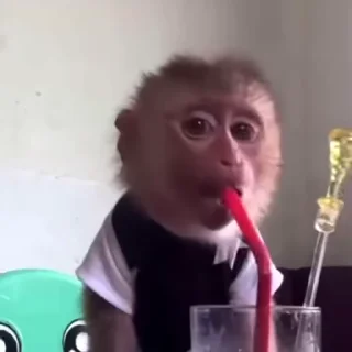 🙉
