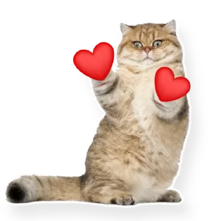 котыдоброты