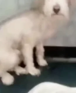 🐶
