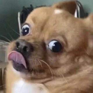 🐶
