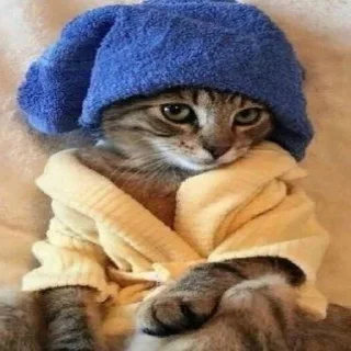 😸