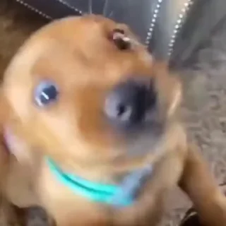 🐩