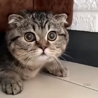 🐾