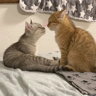 🐈