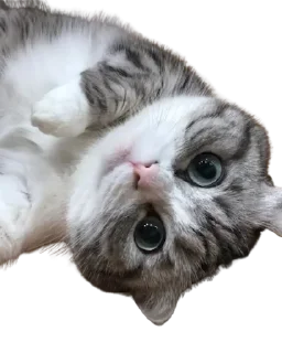 😺