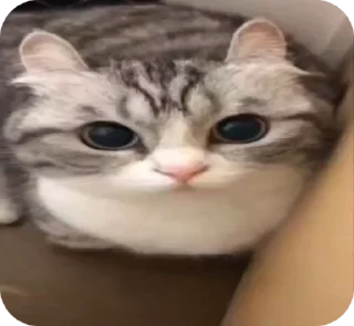 🌟