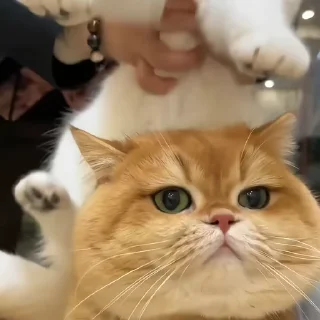 🐾