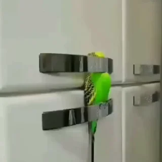 🦜