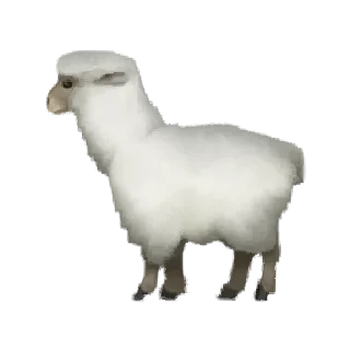 🐑