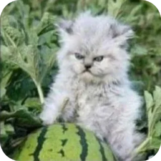 😾
