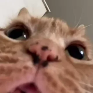😯
