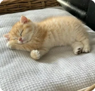 😴