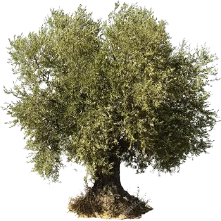 🌳