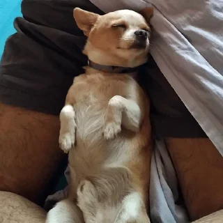 🐶