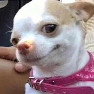 🤩