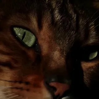 🤩