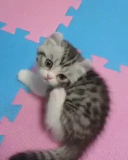 😺