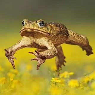 🐸