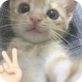 🐱